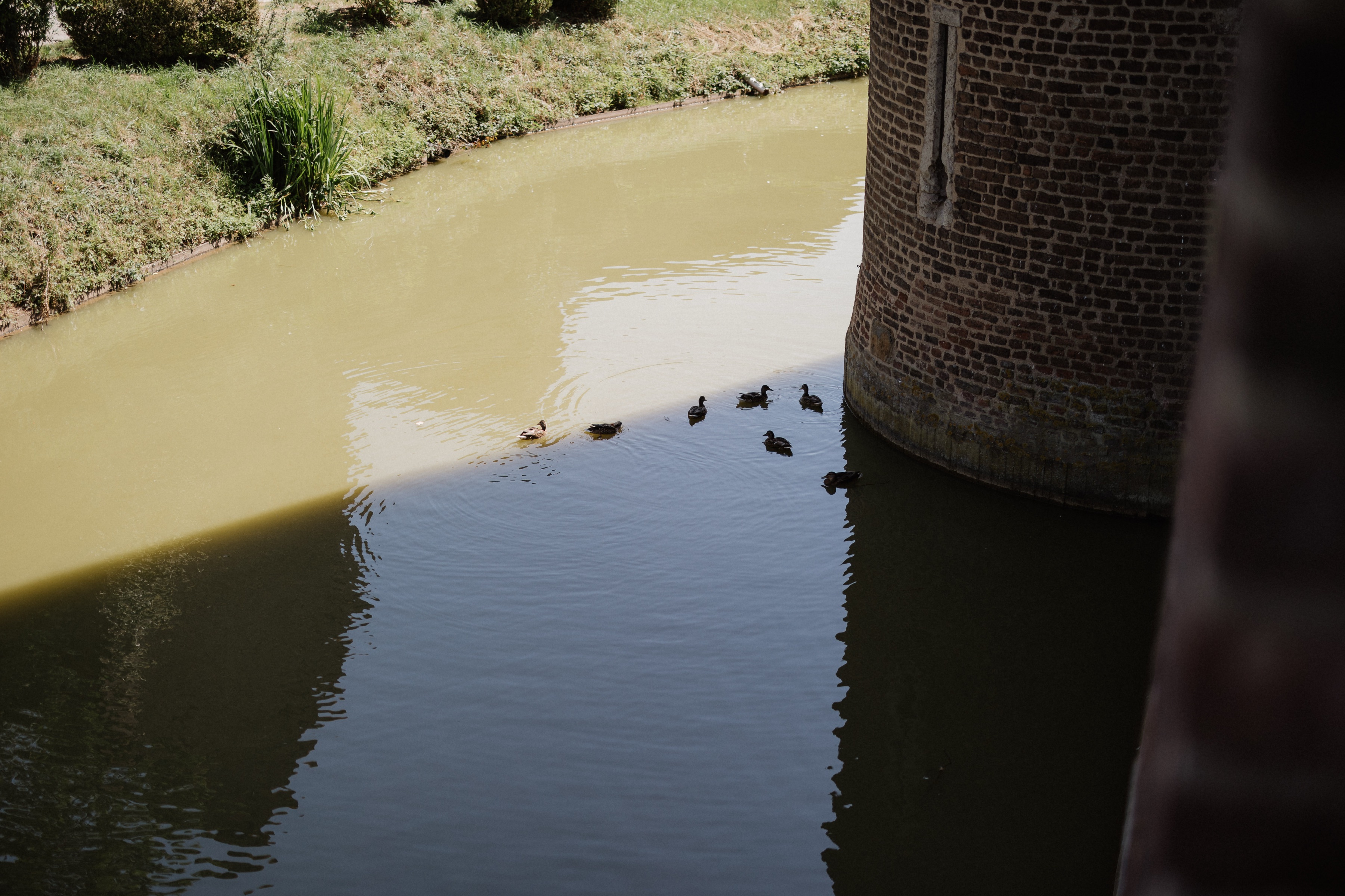 Enten im Wassergraben neben dem Turm der Wasserburg Konradsheim